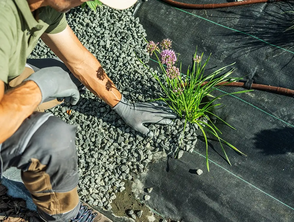 Ein Gärtner bearbeitet ein Gartenbeet und pflanzt Gras zwischen Ziersteine. Ein Tropfbewässerungssystem ist sichtbar.